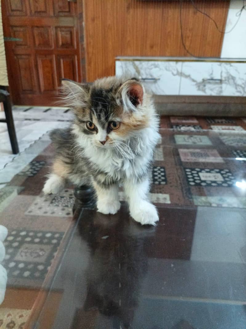 Kittens plus Cats 5