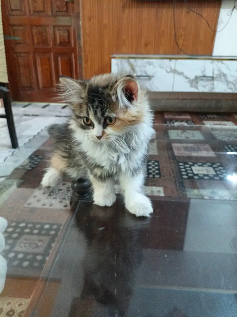 Kittens plus Cats — photo 6