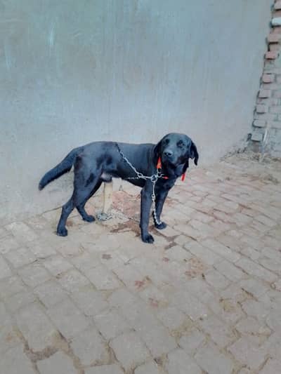 pure labrador of your dream boy for sale