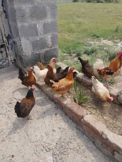 Dasi Birds For sale Arjant