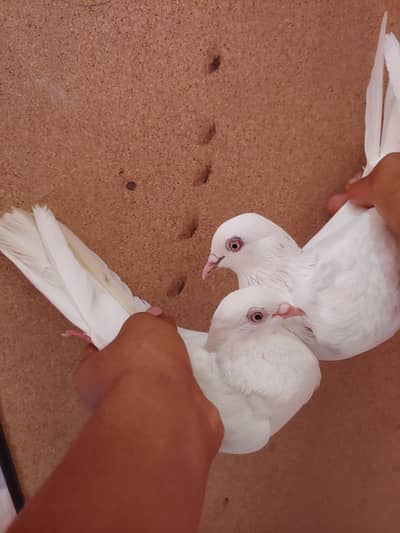 White patti wala pair sale.