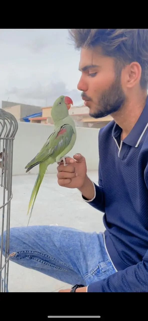 raw parrot Pahari( kashmiri Alexander) hand tame and talking — photo 2