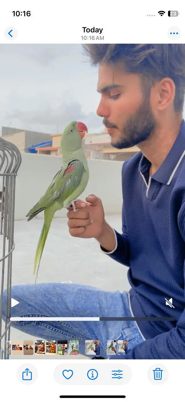 raw parrot Pahari( kashmiri Alexander) hand tame and talking — photo 3