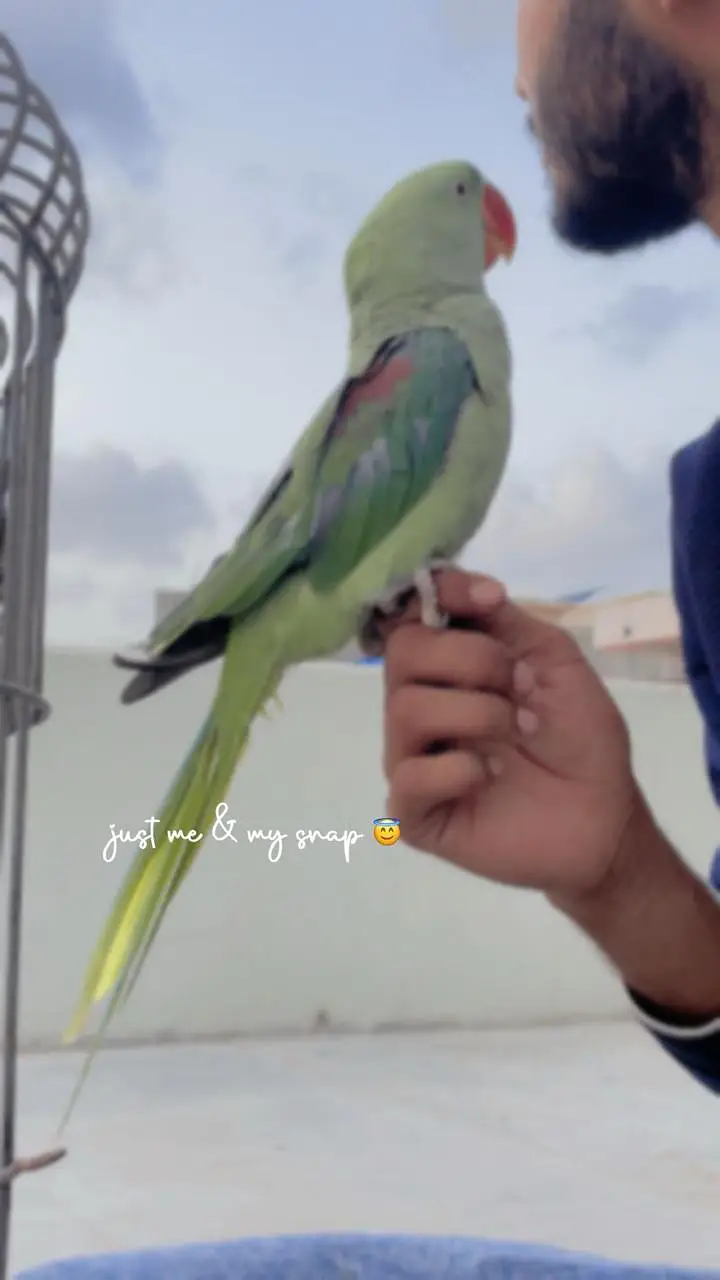 raw parrot Pahari( kashmiri Alexander) hand tame and talking — photo 4