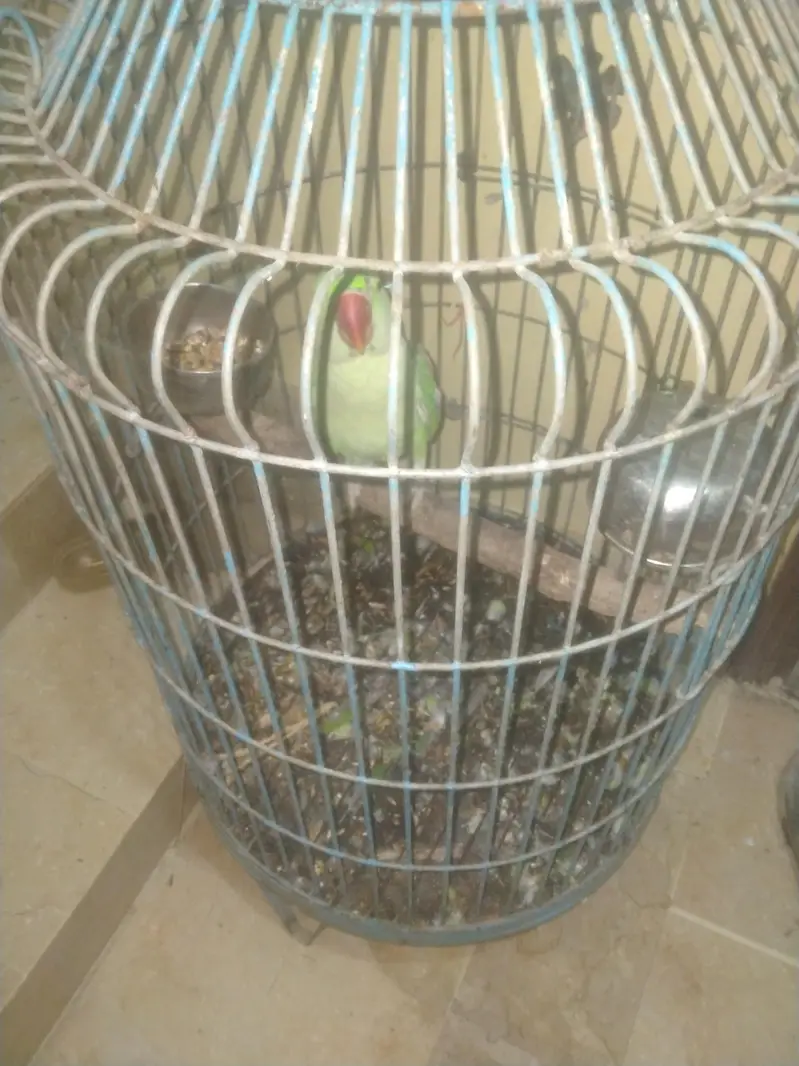 raw parrot Pahari( kashmiri Alexander) hand tame and talking — photo 5