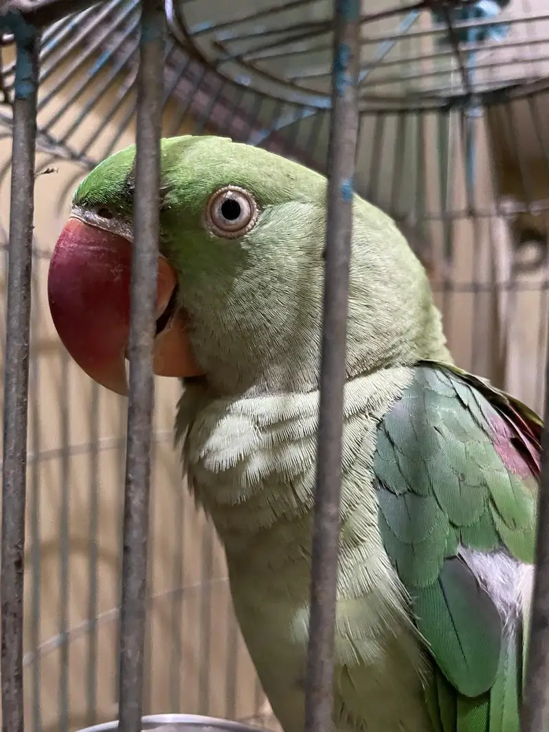 raw parrot Pahari( kashmiri Alexander) hand tame and talking — photo 6