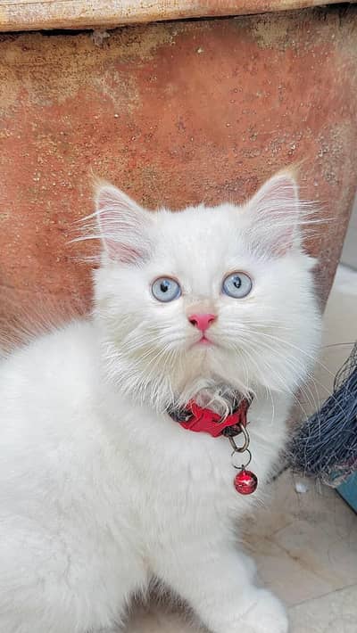 Persian breed