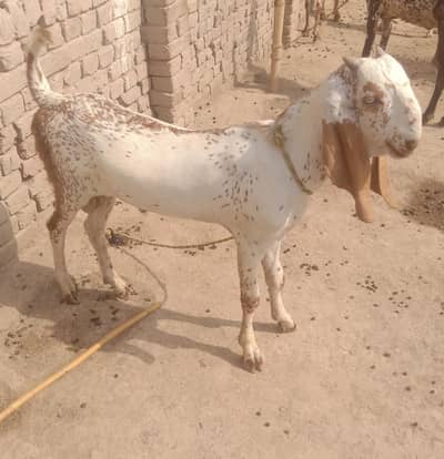 chamak ke chinh Bakra for sale 03033477978