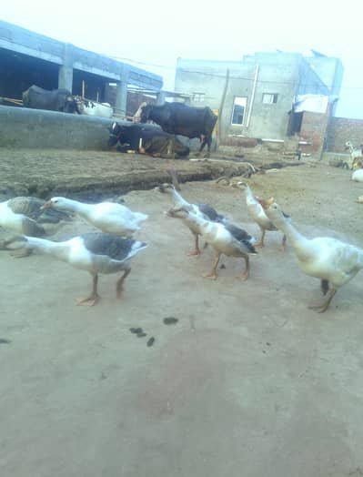 ducks for sale
