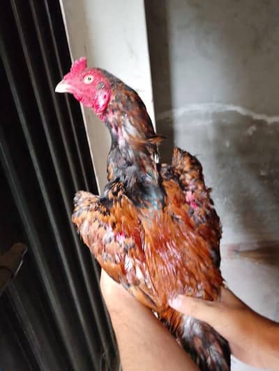 mainwali aseel zero size murga urgent sale