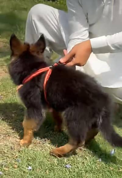 Long coat German puppy Shepherd . 03476578922 WhatsApp