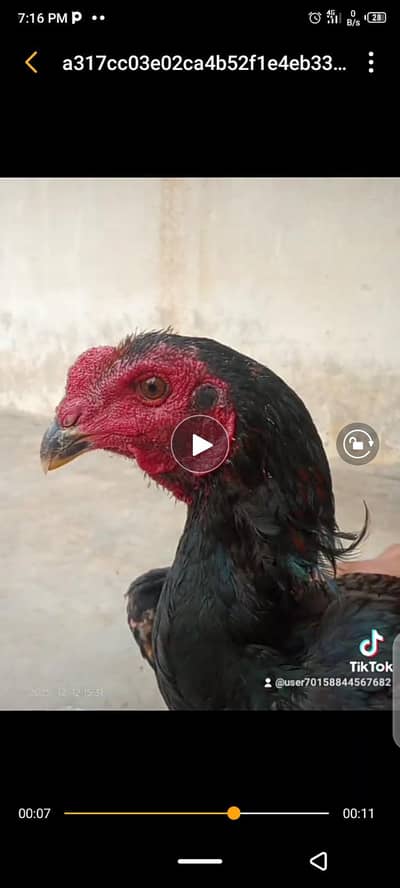 imported murgy k ptha h