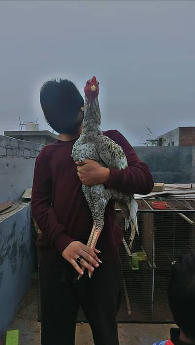 Shammoo Aseel Beautiful birds