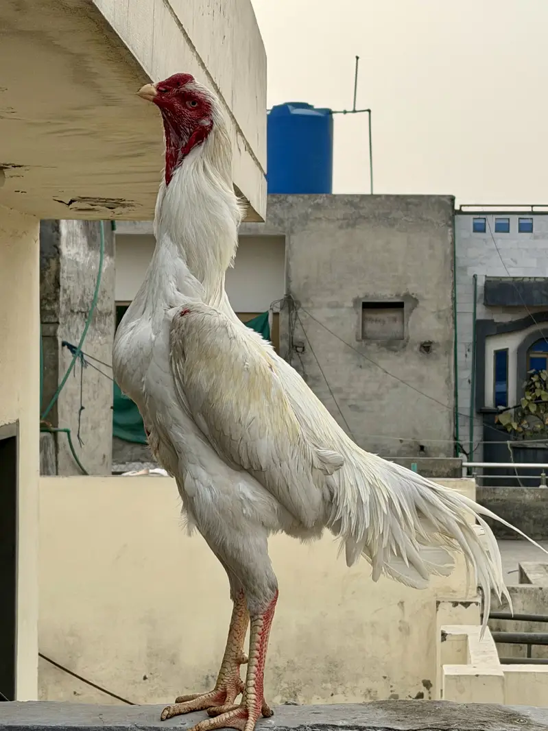 Shammoo Aseel Beautiful birds — photo 3