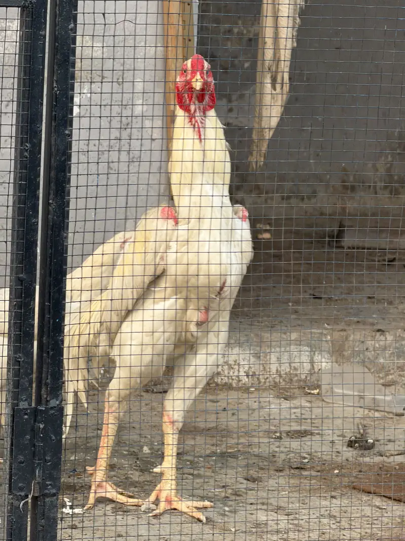 Shammoo Aseel Beautiful birds — photo 4