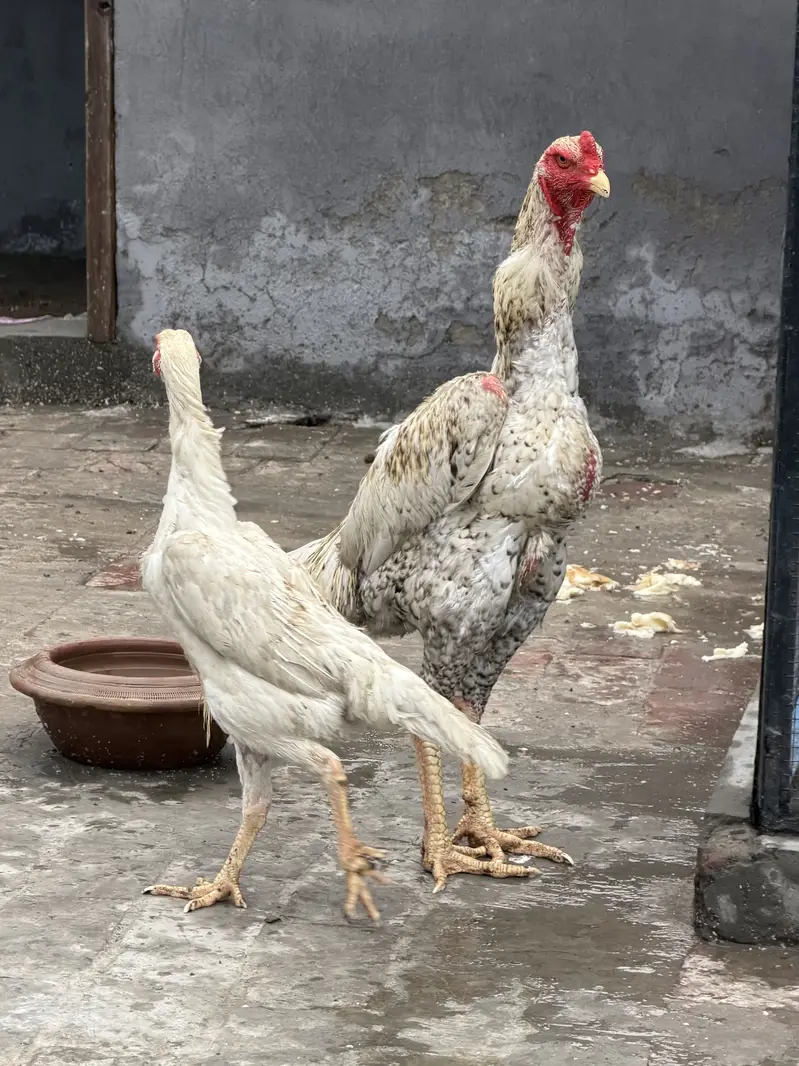 Shammoo Aseel Beautiful birds — photo 5