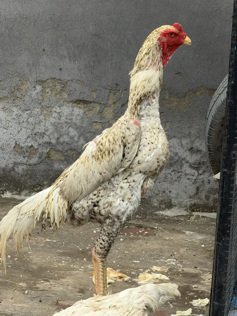 Shammoo Aseel Beautiful birds — photo 6