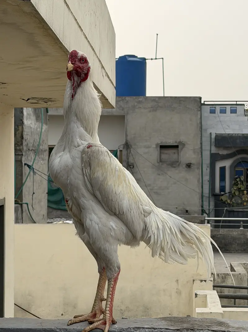 Shammoo Aseel Beautiful birds — photo 7
