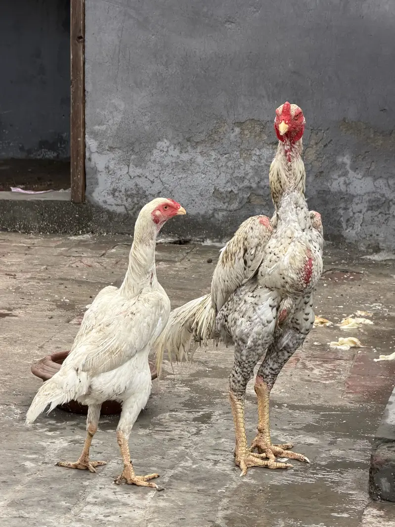 Shammoo Aseel Beautiful birds — photo 8