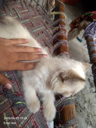 cat ka bacha 2 month