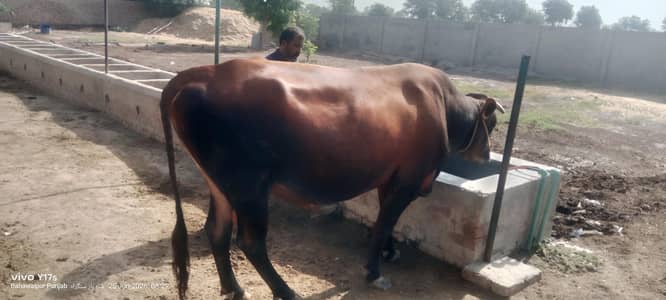 jerse bull for sale