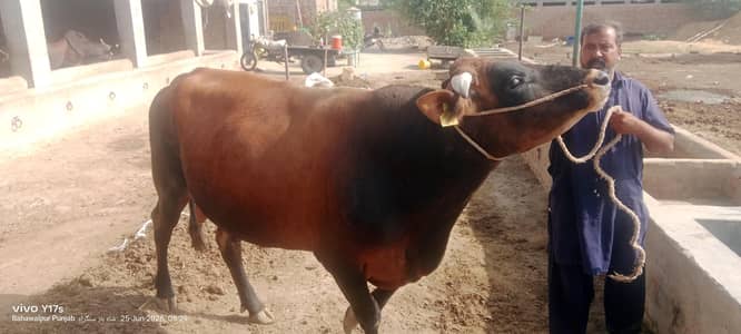 jerse bull for sale