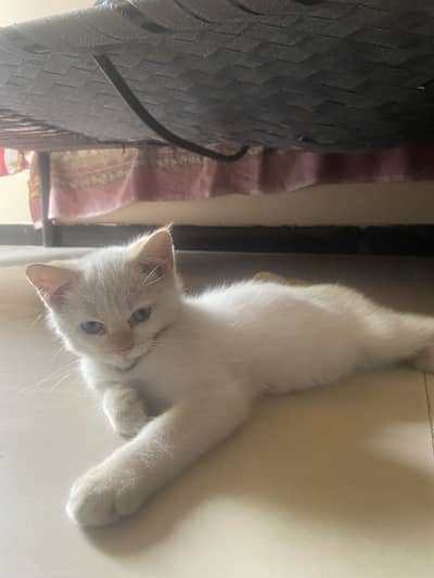 Male Cat for sale