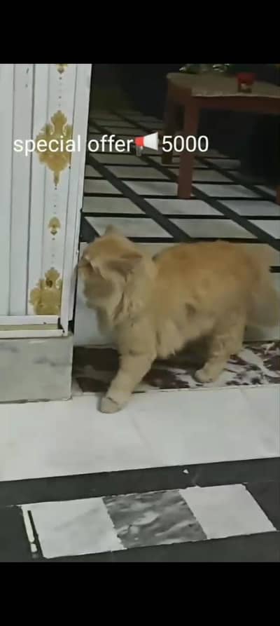 cat for sale 