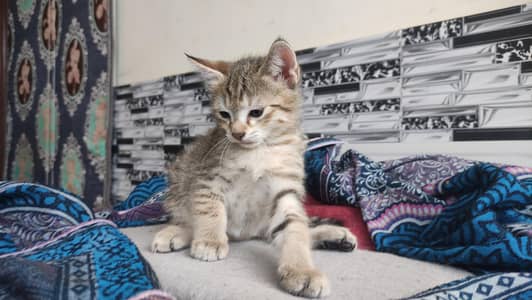 kittens for sale/adoption