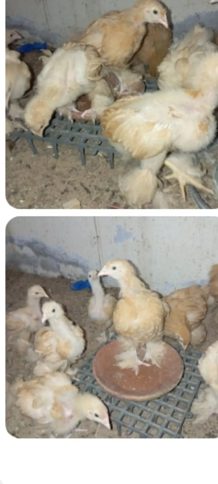 Multiple golden buff available for sale — photo 3