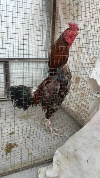 Aseel murga for sale