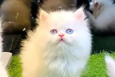 (Persian female kitten) (for sale all) (Pakistan delivery available)