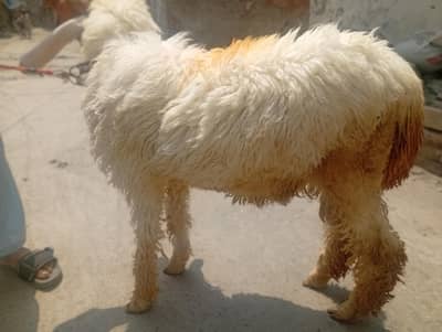 Chatra for sale