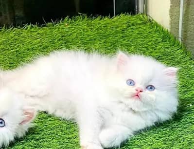 (Persian female kitten) (for sale all) (Pakistan delivery available)