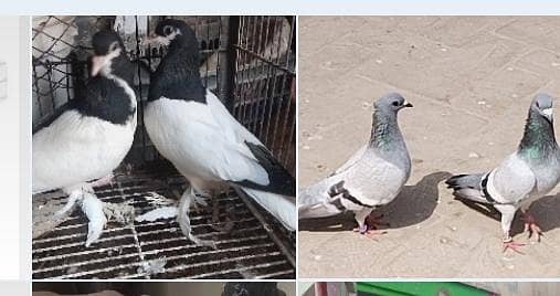 2 baredar pair 2 pathu k pair f s multan o31371o1886