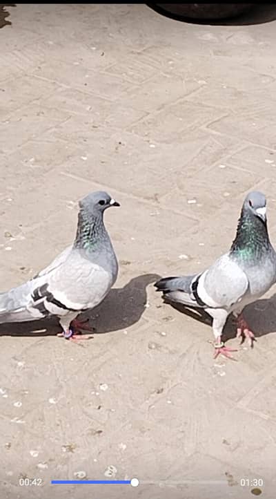 2 baredar pair 2 pathu k pair f s multan o31371o1886