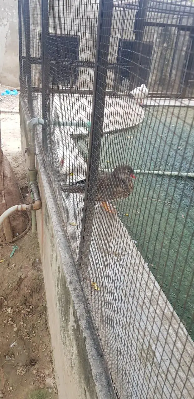 black Cayuga duck Mandarin ducks — photo 4