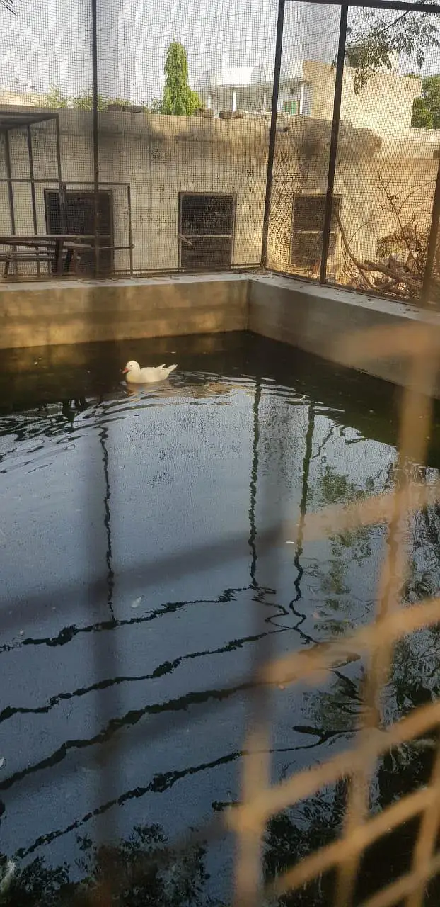 black Cayuga duck Mandarin ducks — photo 5