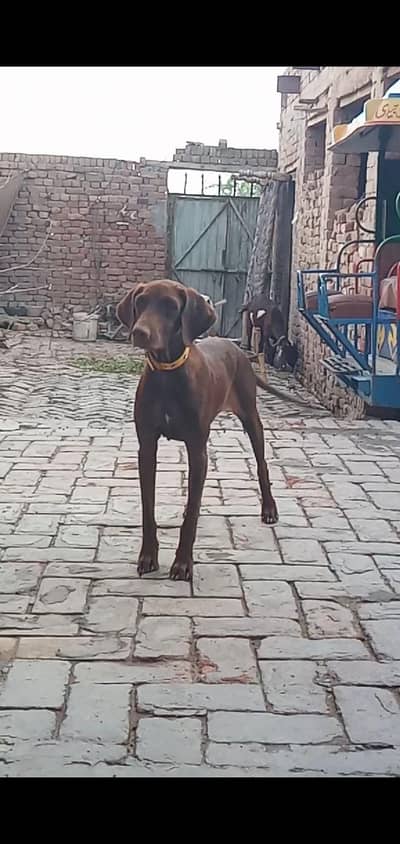 pointer female