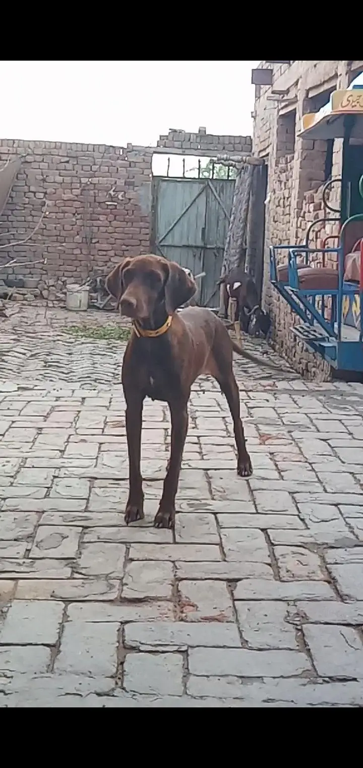 pointer female