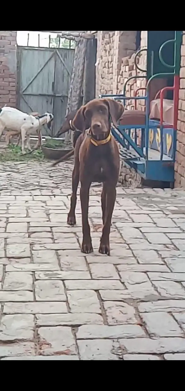 pointer female — photo 4