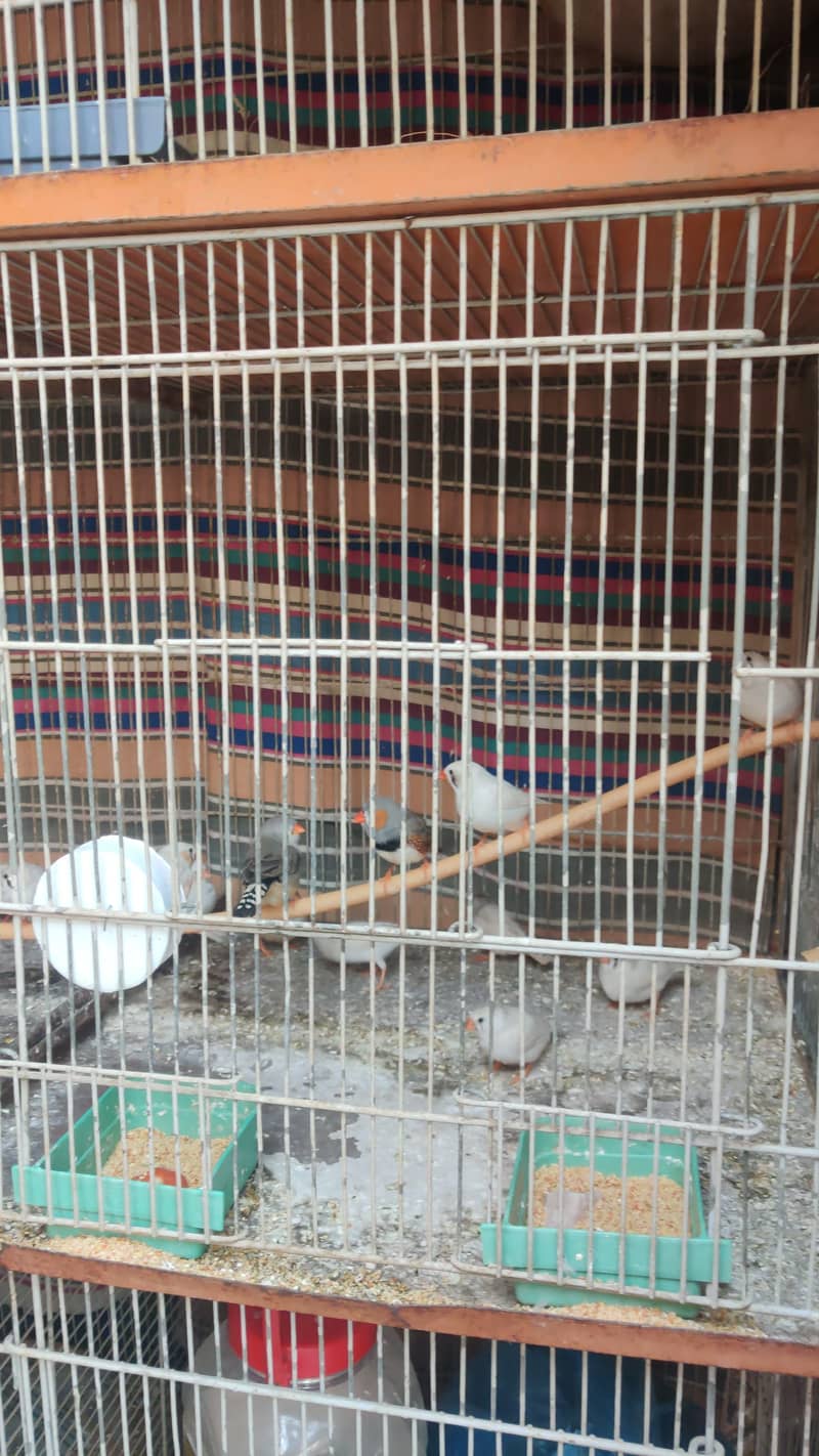 Finch 0
