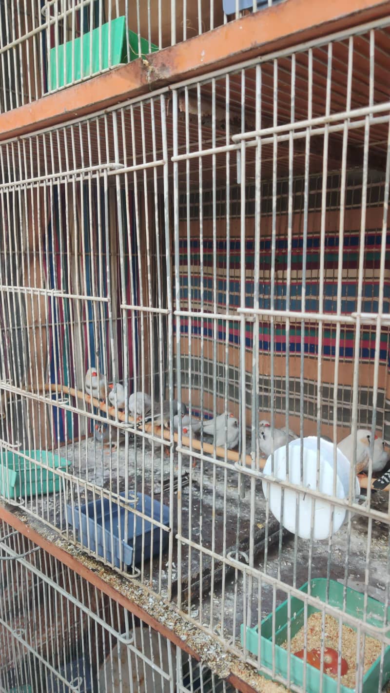 Finch 2