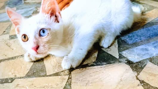 Odd Eyes Male Cate