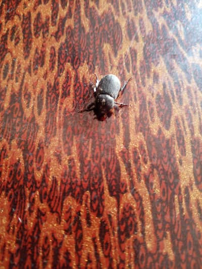 black beetle  for sales