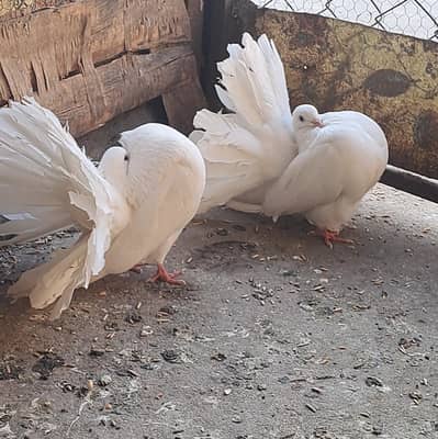 White and Yellow Modern Fantail Pigeon pairs