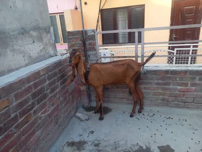 amratsari nagri