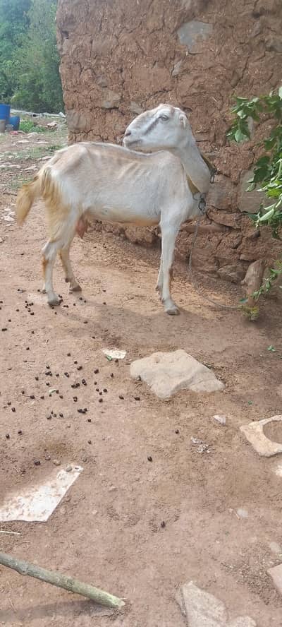 tedi bakri dood wali for sale 0332,8500??739