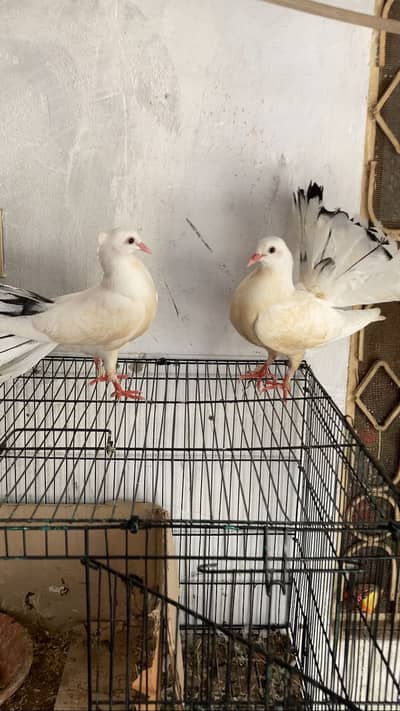 Swing Neck Big Fantail Pair