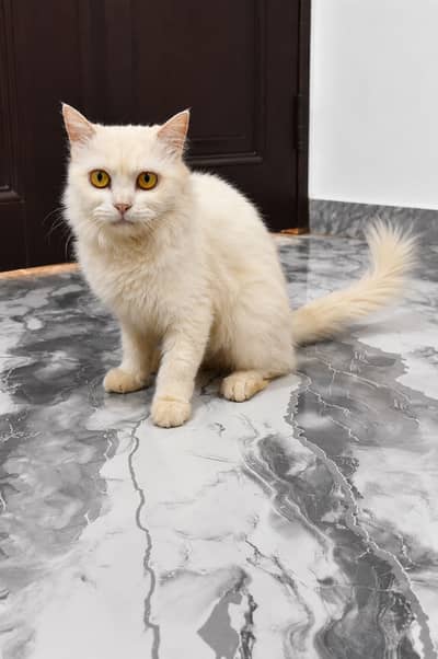 Persian Female Cat for Sale